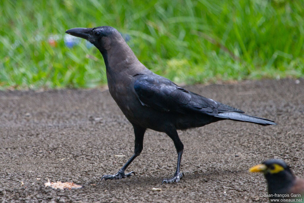House Crow