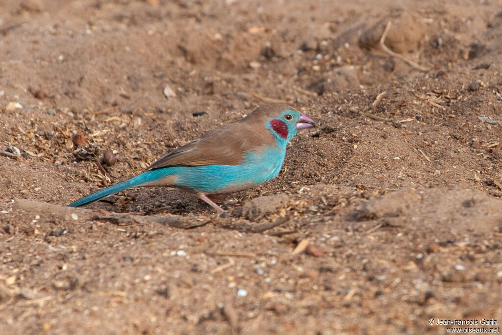Red-cheeked Cordon-bleu male