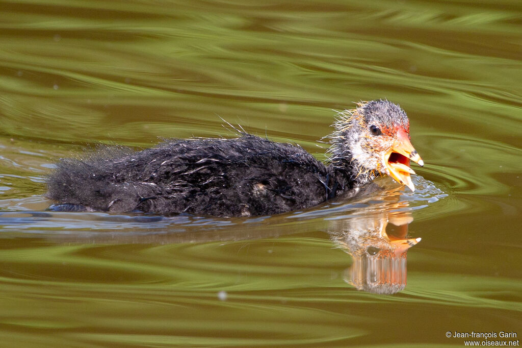 Eurasian CootPoussin