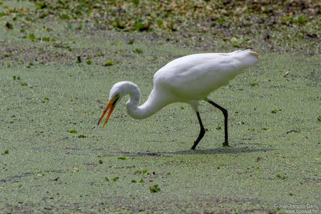 Yellow-billed Egret