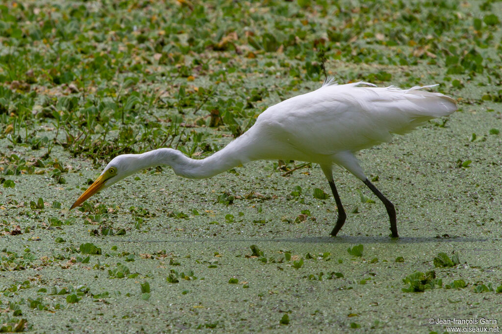 Yellow-billed Egret, fishing/hunting