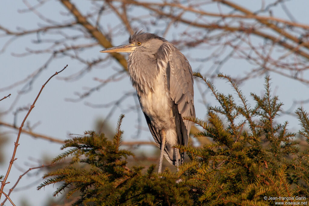Grey Heron