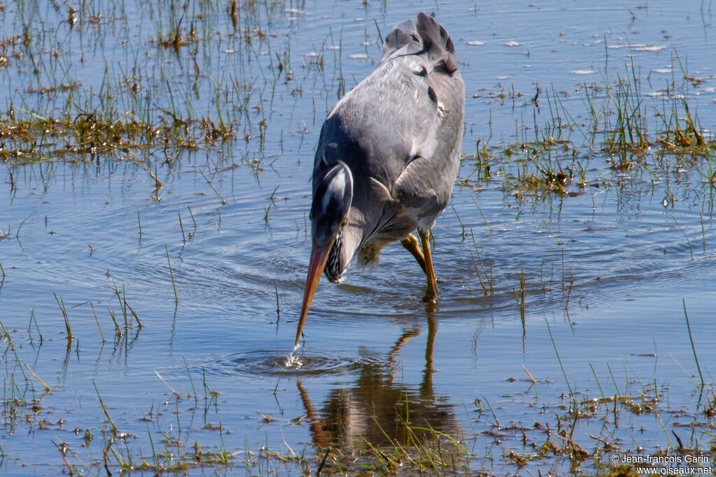 Grey Heronadult, fishing/hunting