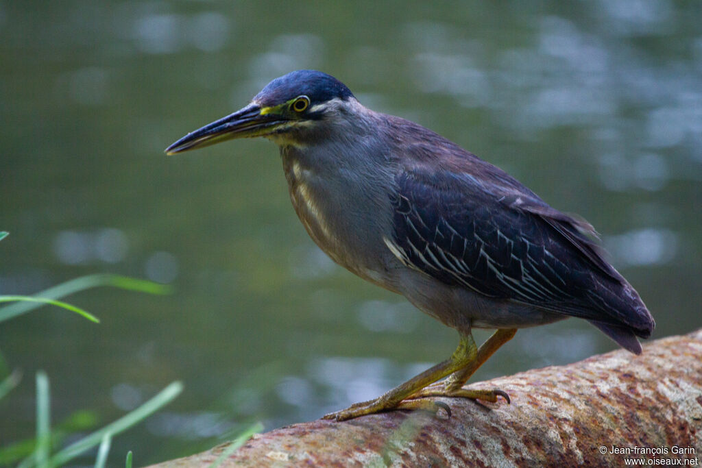 Little Heron