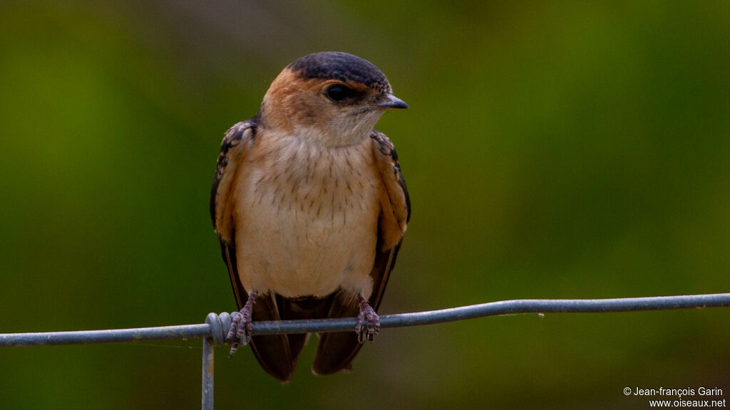 European Red-rumped Swallow