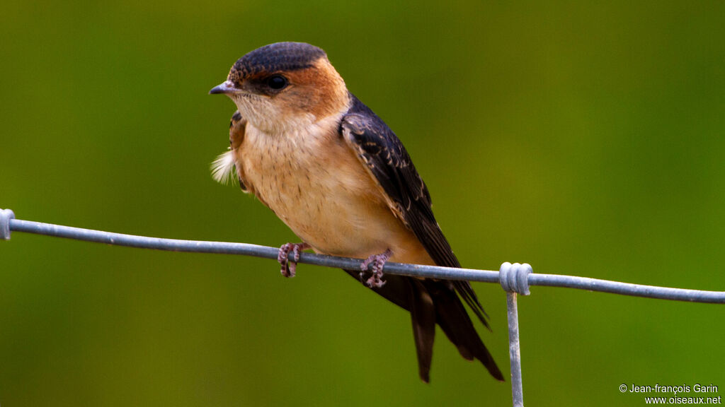 European Red-rumped Swallow