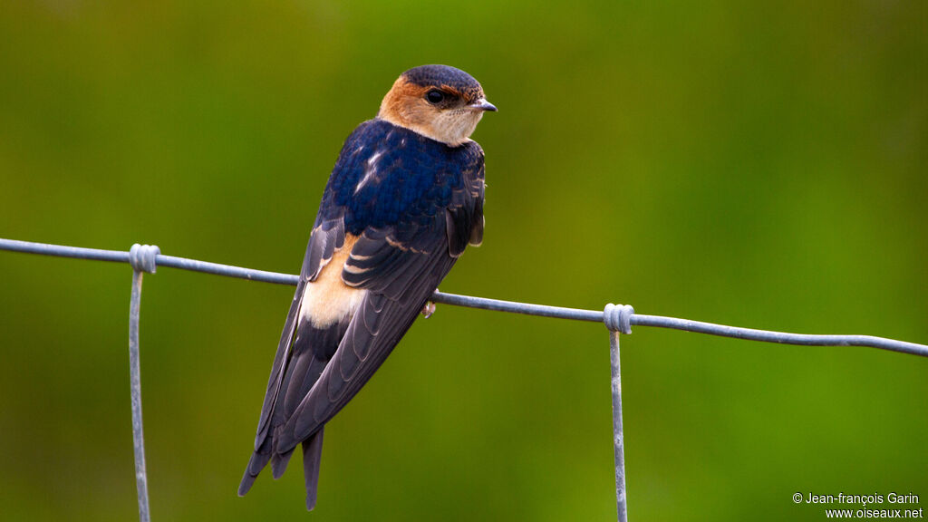 European Red-rumped Swallow