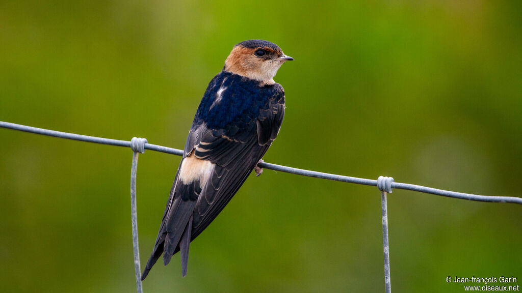 European Red-rumped Swallow