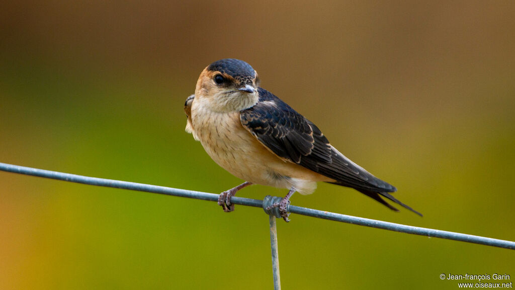 European Red-rumped Swallow