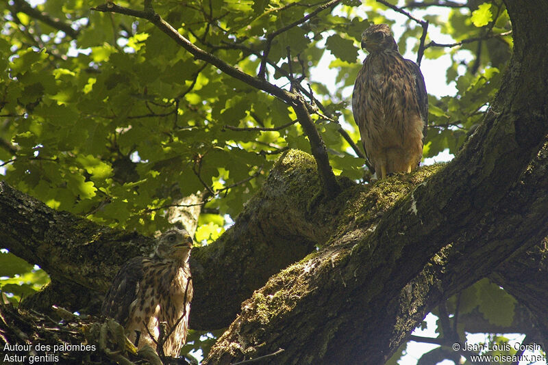 Eurasian Goshawk