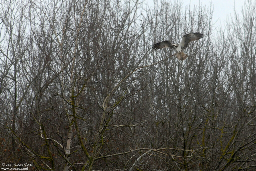 Osprey