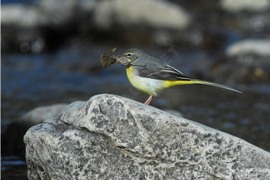 Bergeronnette des ruisseaux femelle