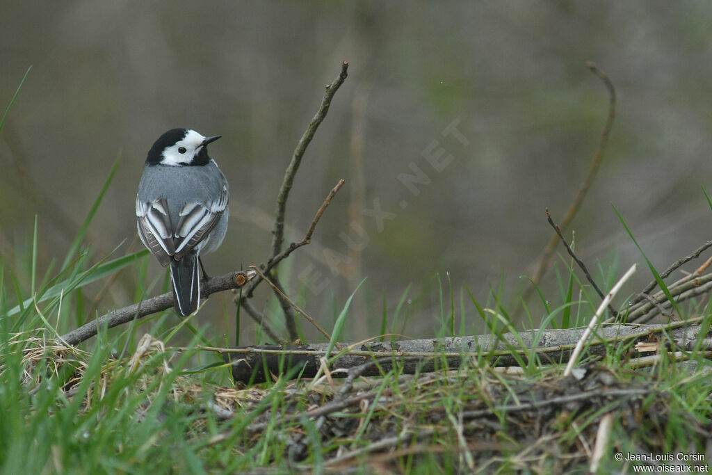 White Wagtail