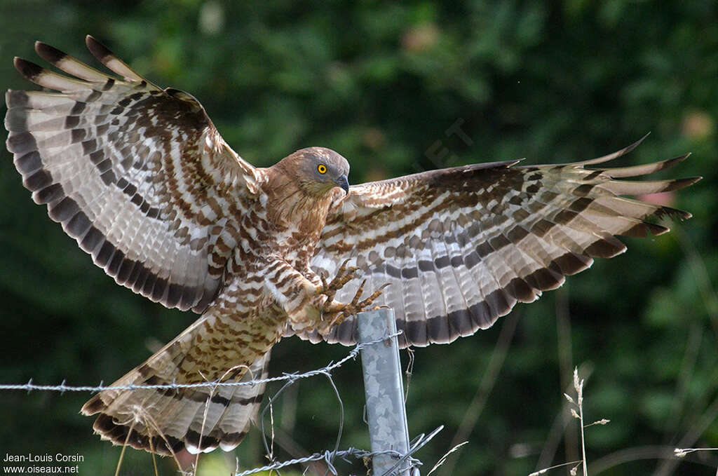 European Honey Buzzard male adult, Flight
