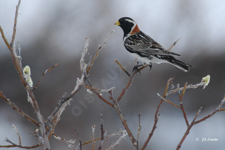 Lapland Longspur