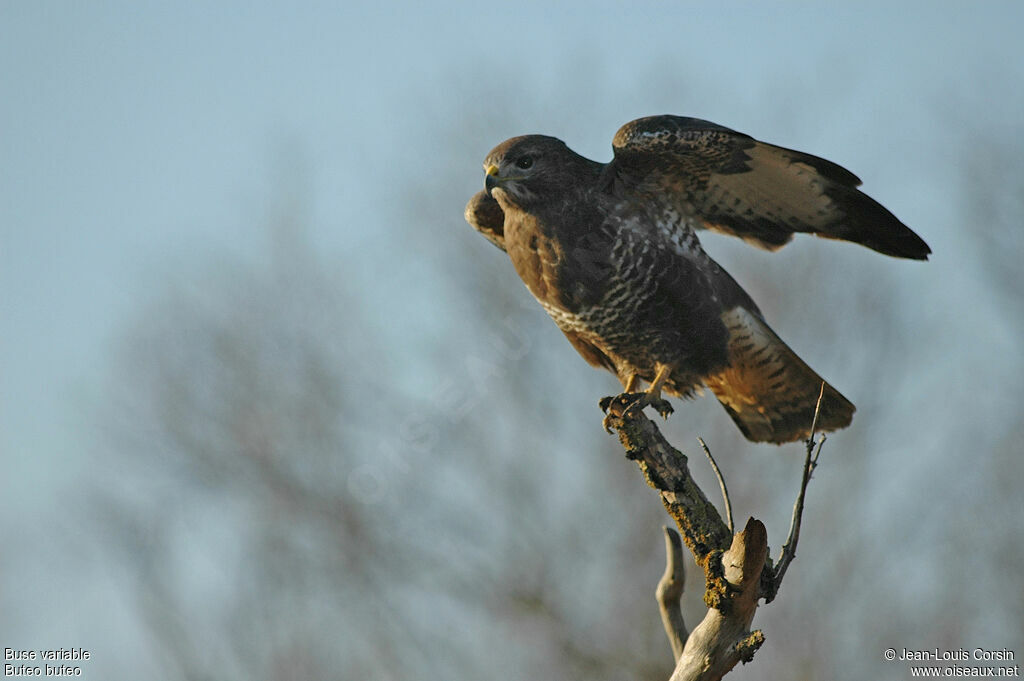 Buse variable