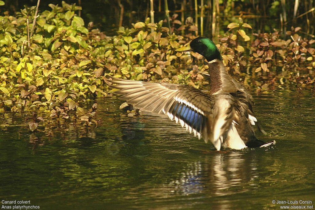 Canard colvert mâle adulte