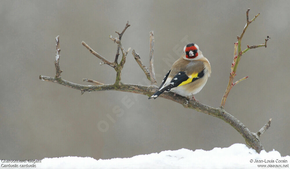 European Goldfinch