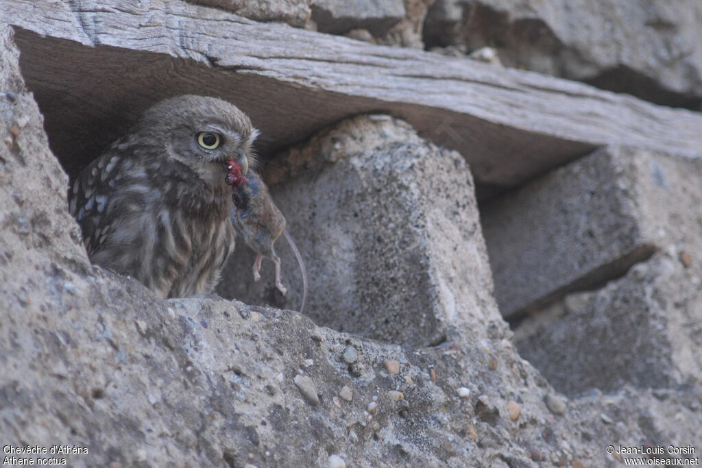 Little Owl