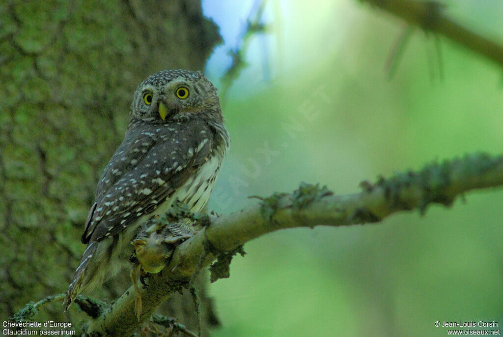 Eurasian Pygmy Owl