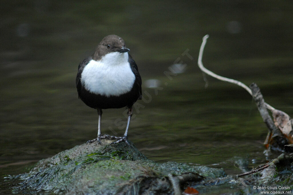 White-throated Dipper