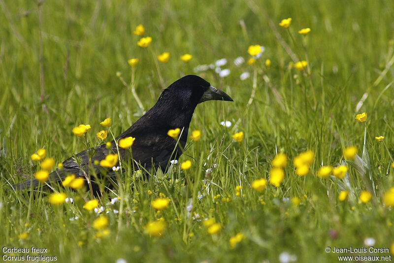 Corbeau freux