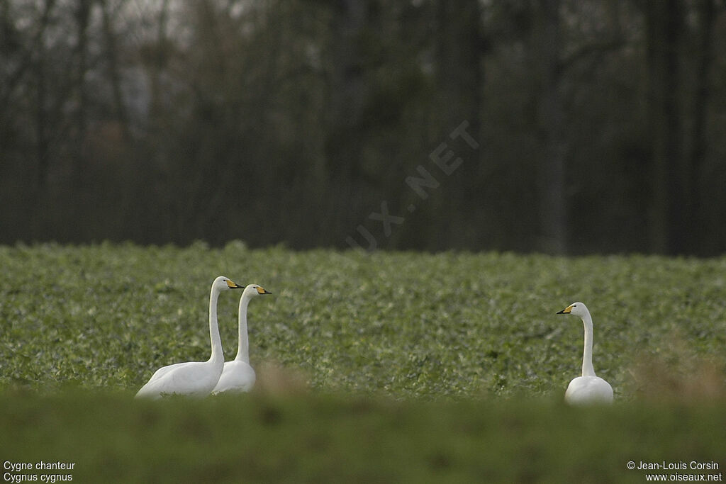 Whooper Swan