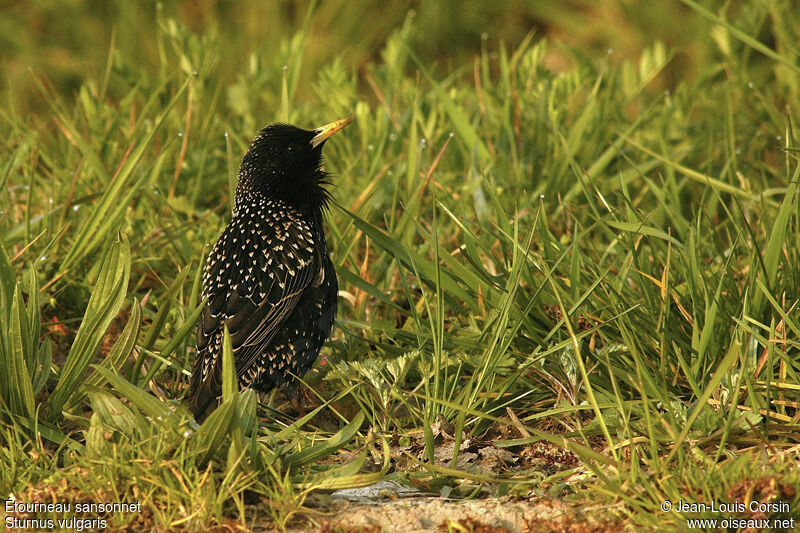 Common Starling