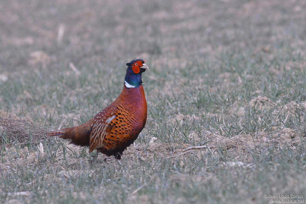 Common Pheasant
