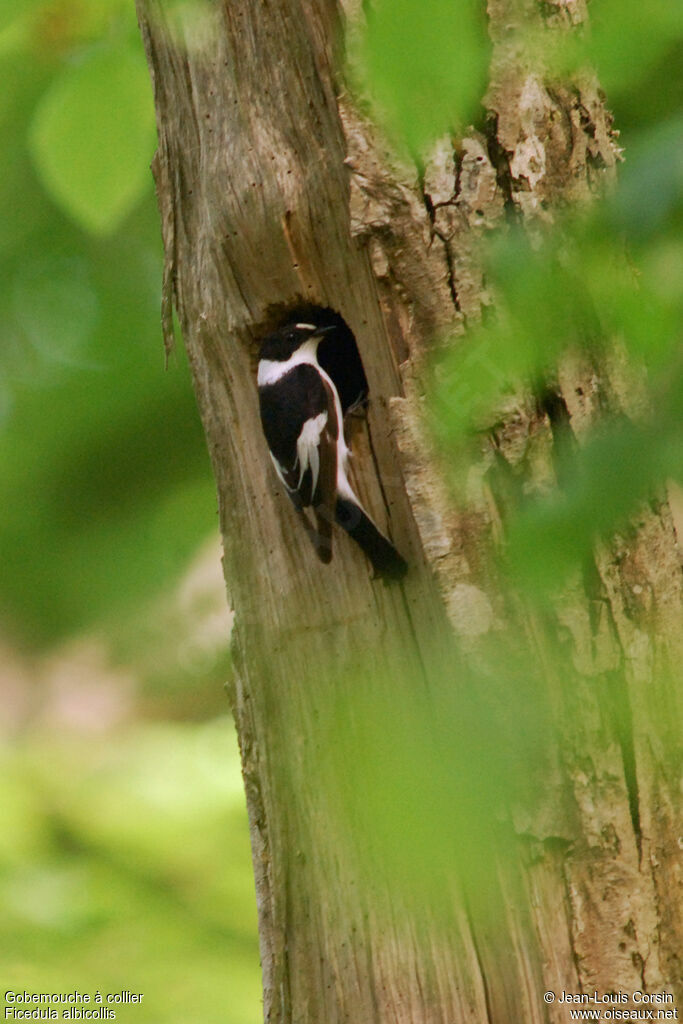 Collared Flycatcher