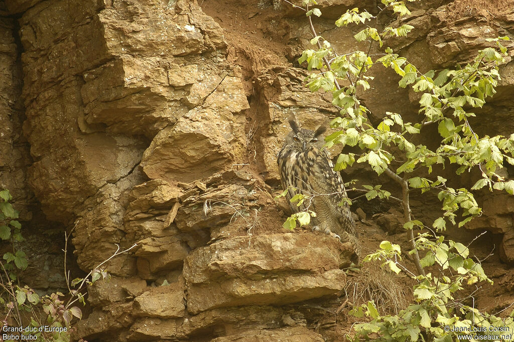 Eurasian Eagle-Owl male adult