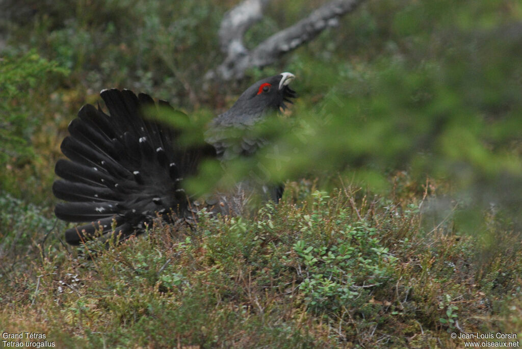 Western Capercaillie male