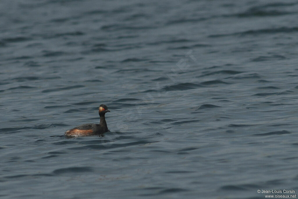 Grèbe à cou noir