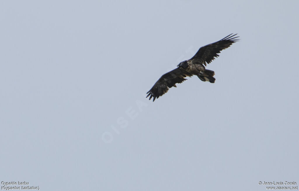 Bearded Vulture