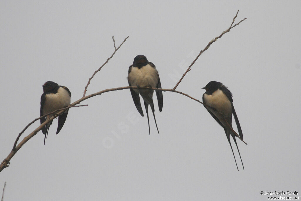 Barn Swallow