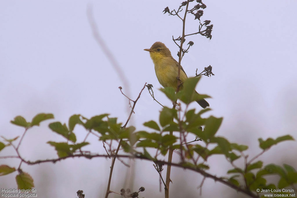Melodious Warbler