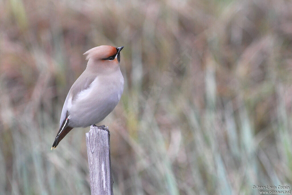 Bohemian Waxwing