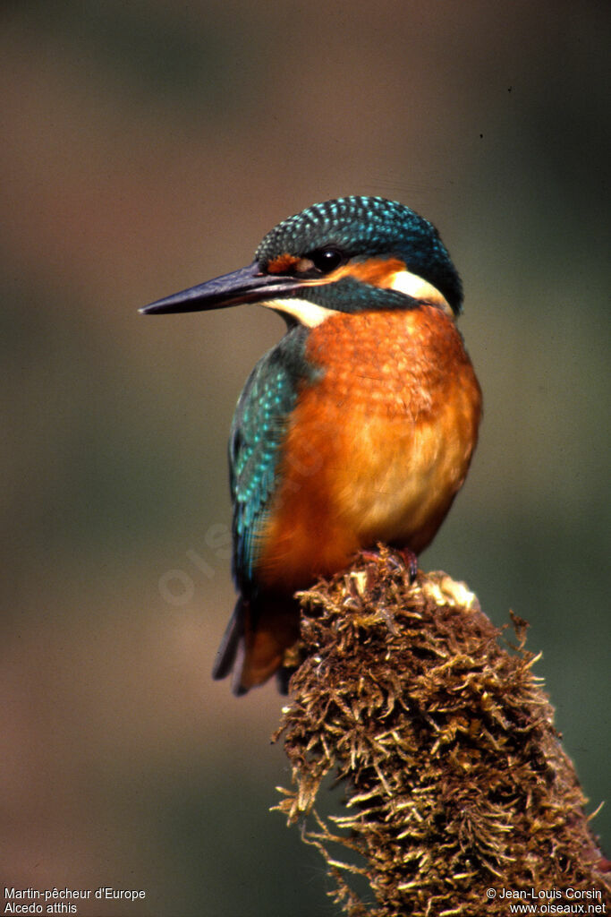 Martin-pêcheur d'Europe mâle adulte