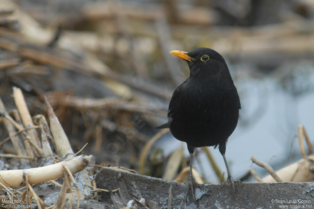 Common Blackbird