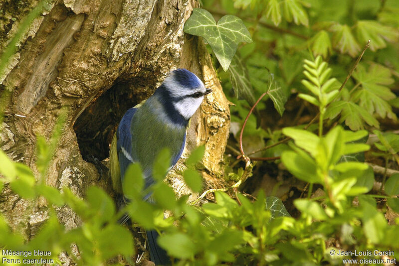 Mésange bleue mâle adulte