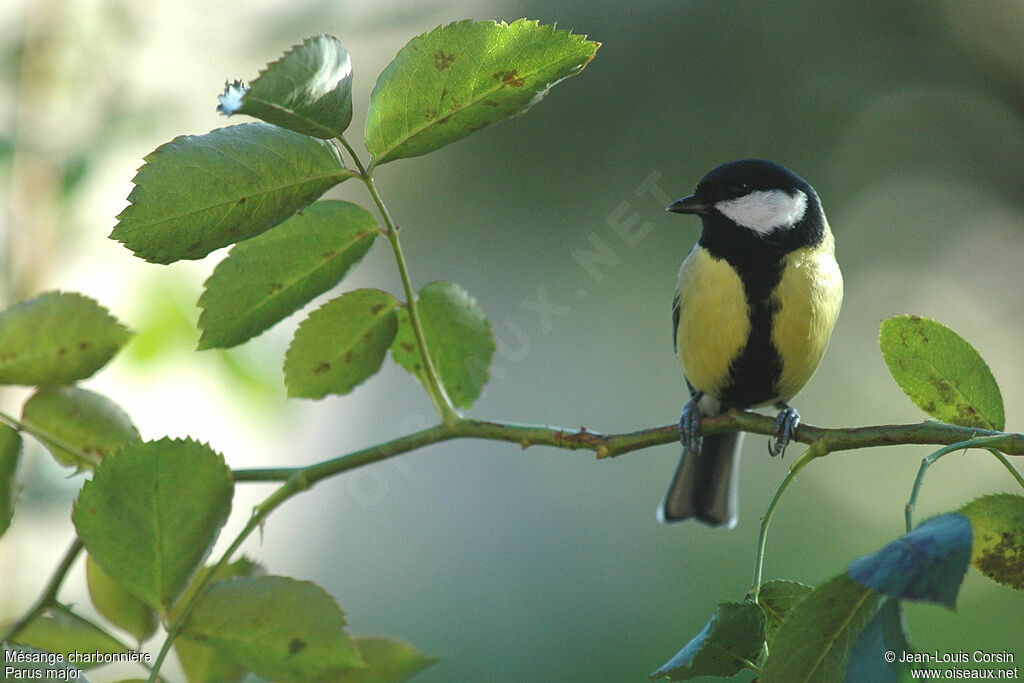 Mésange charbonnière