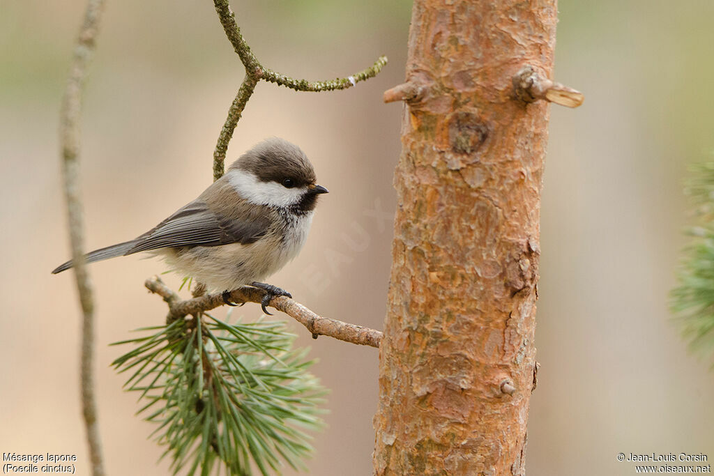 Mésange lapone