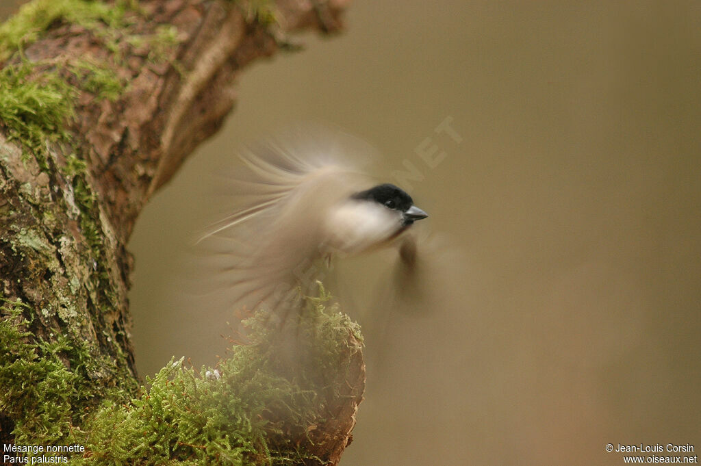 Mésange nonnette