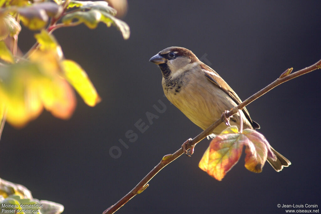 Moineau domestique mâle adulte