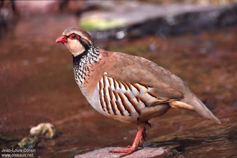 Red-legged Partridgeadult, identification