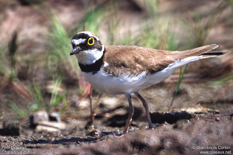 Little Ringed Plover