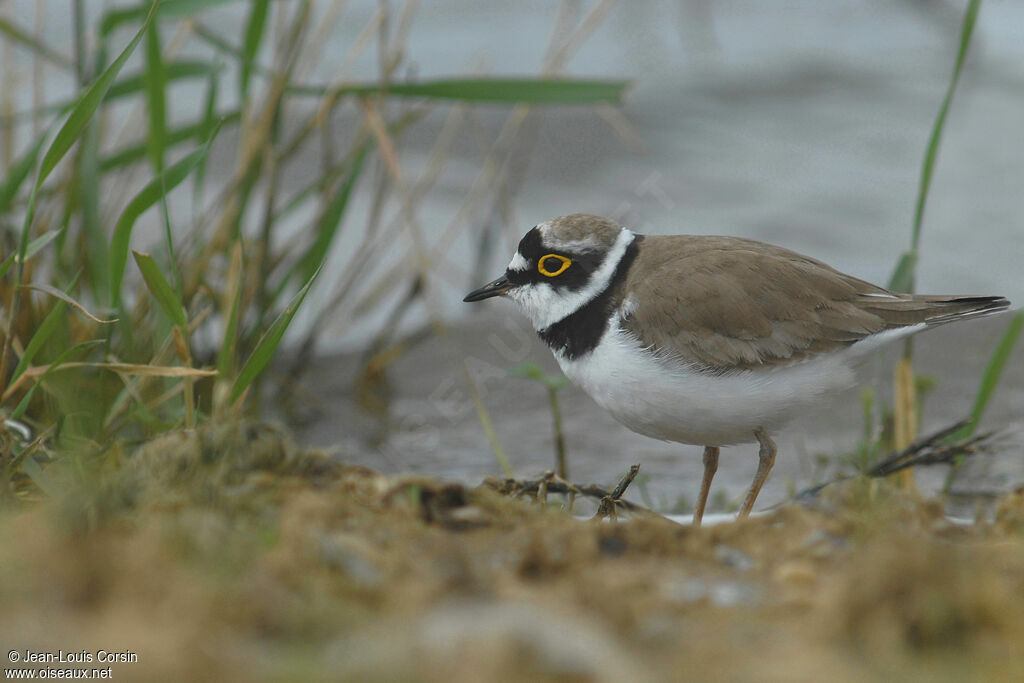 Little Ringed Plover