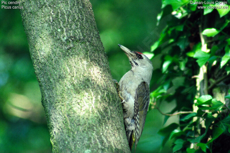 Grey-headed Woodpecker