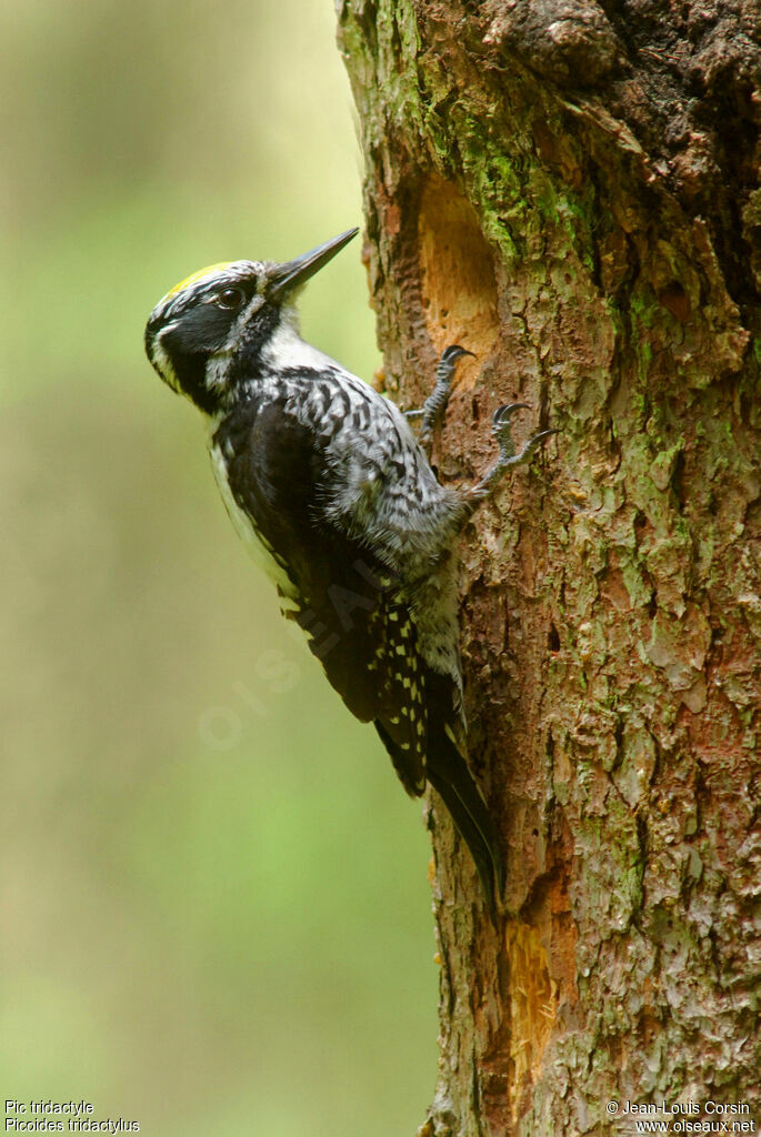 Eurasian Three-toed Woodpecker male