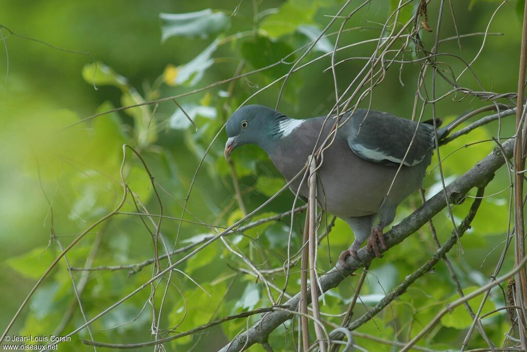 Pigeon ramier